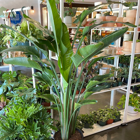 Strelitzia Bird of Paradise